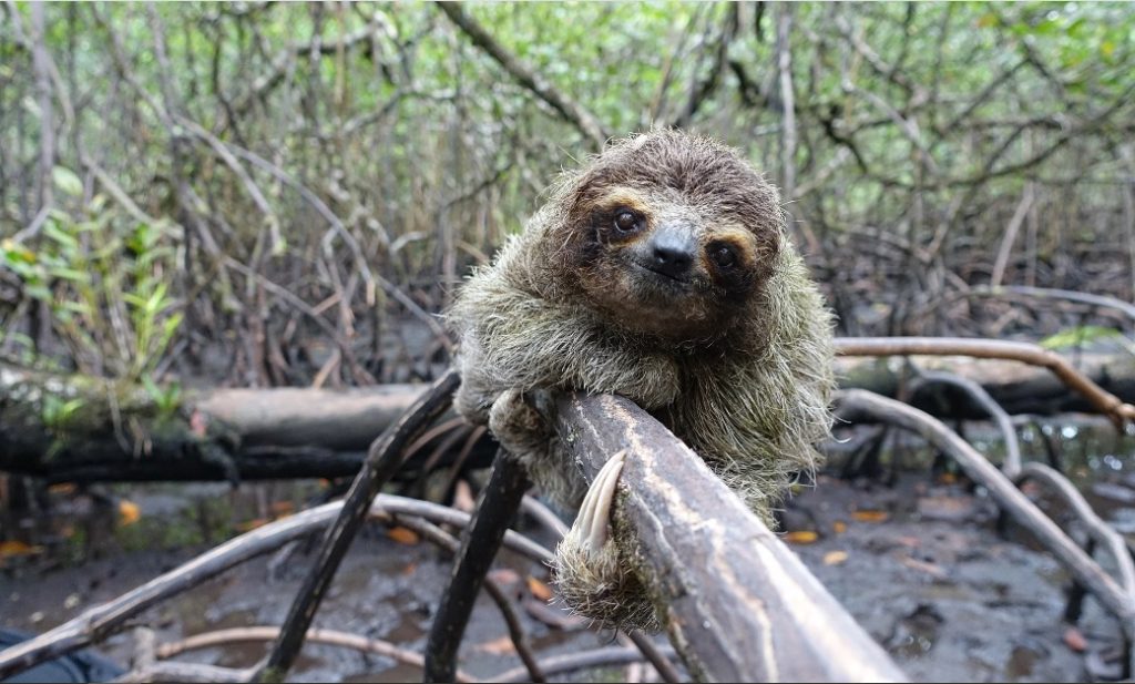 sloths swimming